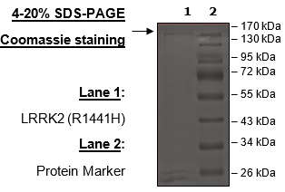 LRRK2 (R1441H), GST-Tag