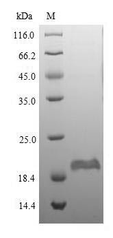 Beta-defensin 1 (Defb1), mouse, recombinant