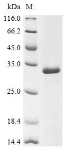 Caspase-3 (Casp3), mouse, recombinant