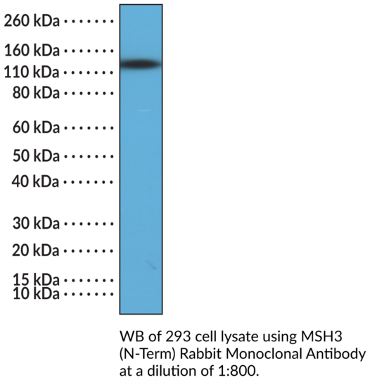 Anti-MSH3 (N-Term) Rabbit Monoclonal Antibody (RM405)