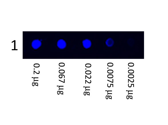 Anti-Human IgG (H&amp;L), Fluorescein conjugated