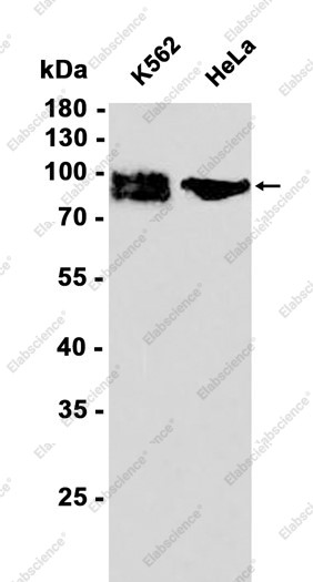 Anti-Recombinant ICAM1, clone C312844