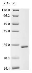 Sorting nexin-32 (Snx32), partial, recombinant mouse