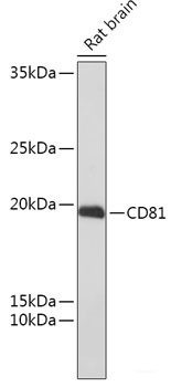 Anti-CD81