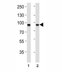 Anti-STAT1, clone 1141CT26.2.1