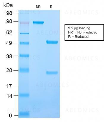 Anti-CD50 / ICAM3 Monoclonal Antibody (Clone: ICAM3/2873R)