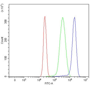 Anti-Niemann Pick C1 / NPC1