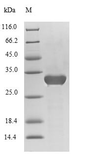 Chymotrypsin-like elastase family member 3B (Cela3b), mouse, recombinant