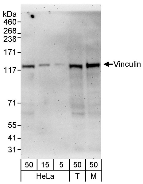 Anti-Vinculin