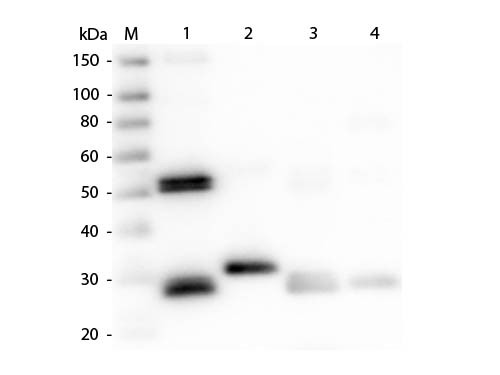 Anti-Rat IgG (H&amp;L) [Rabbit] Peroxidase conjugated