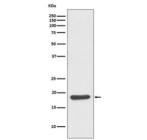 Anti-HSP20 / HSPB6, clone IAD-8