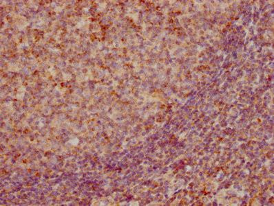 Anti-CCL19 Recombinant Monoclonal, clone 3A12