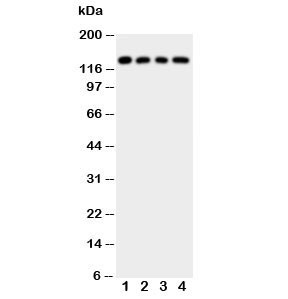 Anti-LAMC2