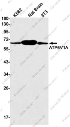 Anti-Recombinant ATP6V1A, clone C112673