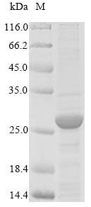 Serum amyloid A protein (SAA1), partial, cat, recombinant