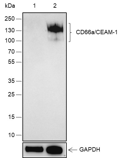Anti-Recombinant CEACAM1, clone A113