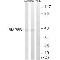Anti-BMP8B