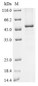 L-gulonolactone oxidase (Gulo), rat, recombinant