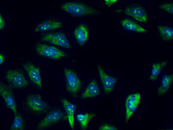 Nucleolus Green(TM) LCS1 *Cell-Permeable*