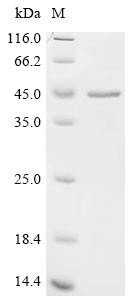 Coagulation factor VIII (F8), partial, swine, recombinant