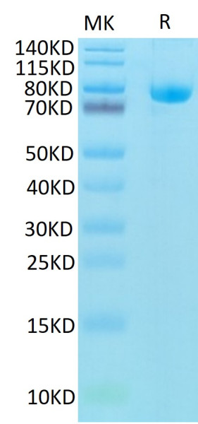 Biotinylated Human CD5 Protein