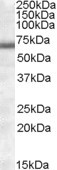 Anti-COL4A3BP (aa396-411), Internal