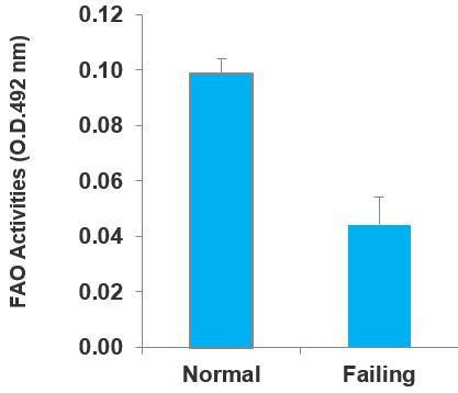 Fatty Acid Oxidation (FAO) Assay Kit (Medium Chain)