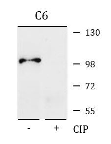 Anti-phospho-beta Catenin (Ser675)
