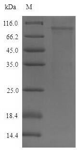Desmoglein-2 (Dsg2), partial, mouse, recombinant