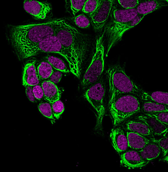 Anti-Cytokeratin 18(C-04), CF568 conjugate, 0.1mg/mL