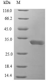 Interleukin-1 (il1b), Danio rerio, recombinant