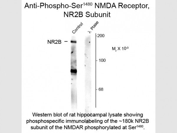 Anti-phospho-NMDA R2B (Ser1480)
