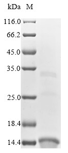 Collagen alpha-2 (VI) chain (COL6A2), partial, human, recombinant