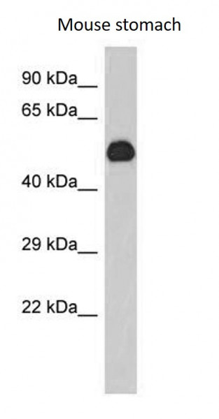 Anti-GIF / Gastric intrinsic factor
