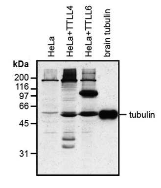 Anti-Polyglutamylation Modification, clone GT335