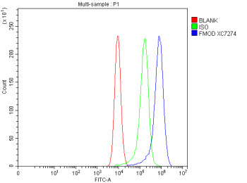 Anti-FMOD / Fibromodulin