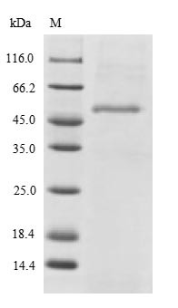 Endophilin-B2 (SH3GLB2), human, recombinant