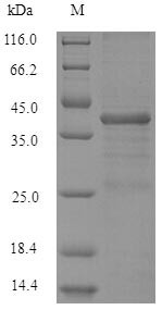Serine/arginine-rich splicing factor 10 (SRSF10), human, recombinant