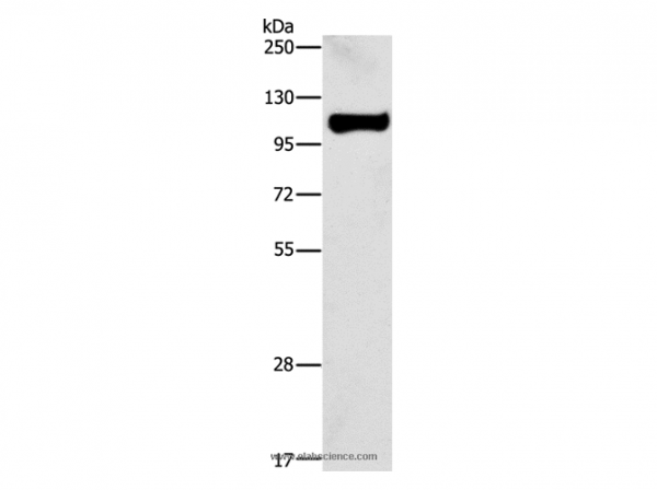 Anti-STAT6