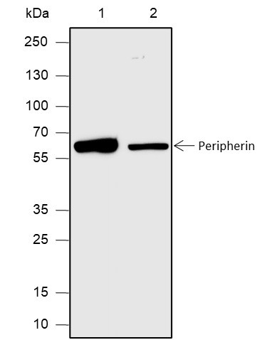 Anti-Recombinant Peripherin, clone A615