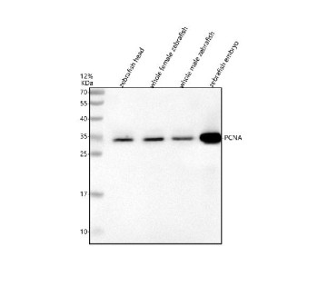Anti-Zebrafish Pcna / Proliferating cell nuclear antigen