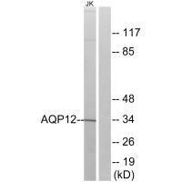Anti-AQP12A