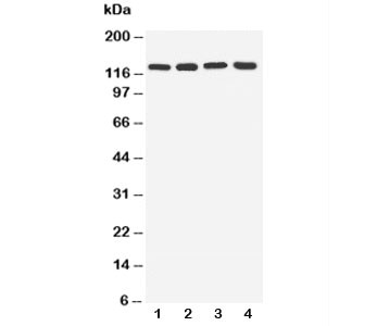 Anti-TLR7