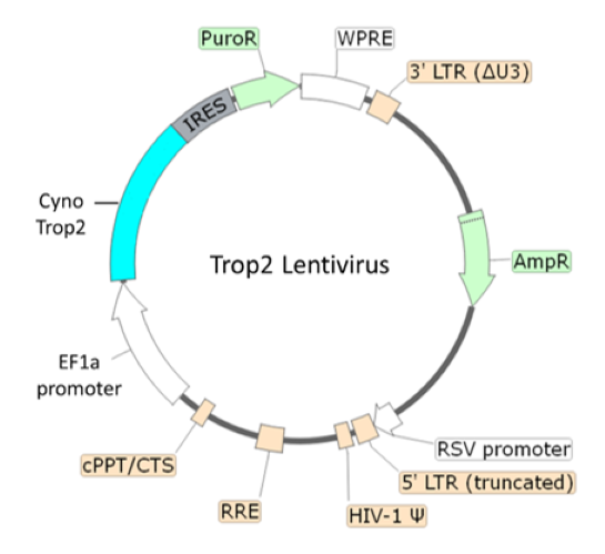 Trop2 Lentivirus (Macaca fascicularis/Cynomolgus)