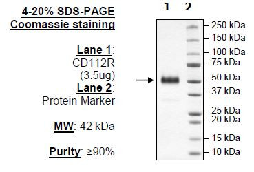 CD112R, Fc-Fusion, Avi-Tag (Human) HiP(TM)