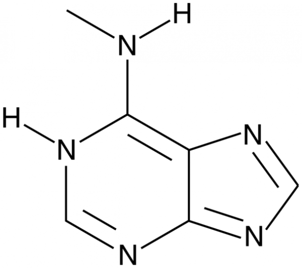 N6-Methyladenine