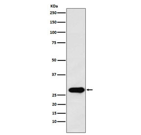 Anti-Securin, clone ADFH-16