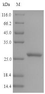 Epididymal secretory glutathione peroxidase (GPX5), swine, recombinant