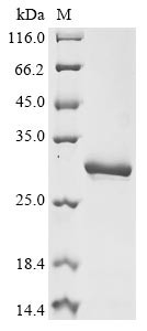 Prolactin (PRL), horse, recombinant