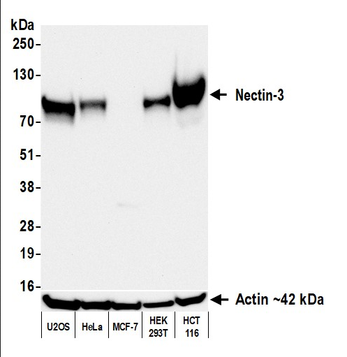 Anti-Nectin-3 Recombinant Monoclonal